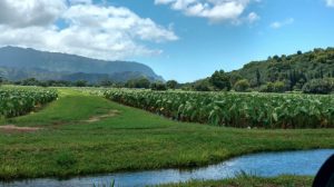 farm field in Kauai
