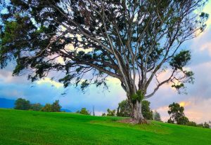 tree during sunset